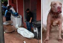 Pitbull le quita la vida a su amo en la capital