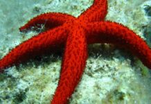 Descubren cómo las estrellas de mar se quedan sin brazos para escapar de los depredadores