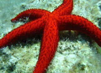 Descubren cómo las estrellas de mar se quedan sin brazos para escapar de los depredadores