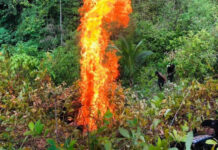 Incautan y erradican 24 mil arbustos de coca en Atlántida