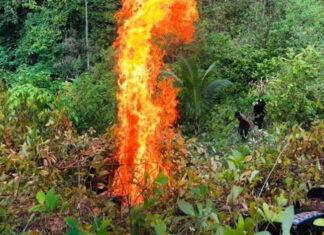 Incautan y erradican 24 mil arbustos de coca en Atlántida