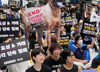 Productores de carne de perro surcoreanos protestan contra la ley que prohíbe su venta