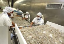 Industria camaronera de Honduras está en crisis tras la ruptura de relaciones con Taiwán y los bajos precios que paga China