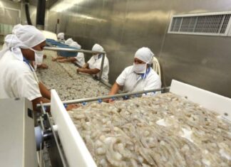 Industria camaronera de Honduras está en crisis tras la ruptura de relaciones con Taiwán y los bajos precios que paga China