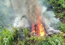 Fuerzas Armadas a través de la PMOP erradican 12 mil plantas de marihuana en Colón