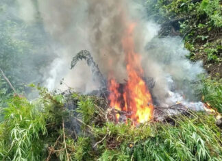 Fuerzas Armadas a través de la PMOP erradican 12 mil plantas de marihuana en Colón