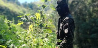 Aseguran 28 mil plantas de marihuana en Tocoa, Colón y 25 mil arbustos de hoja de coca en Olancho