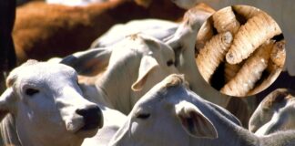 CN aprueba la exoneración de tasas e impuestos para el equipo destinado a combatir el gusano barrenador del ganado.