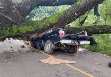¡Desgracia! Cuatro personas pierden la vida al caer un árbol sobre un vehículo en Choluteca