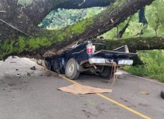 ¡Desgracia! Cuatro personas pierden la vida al caer un árbol sobre un vehículo en Choluteca