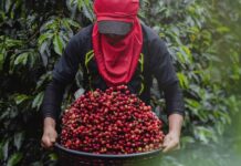 Honduras acogerá la reunión anual del Consejo Internacional del Café en septiembre de 2025