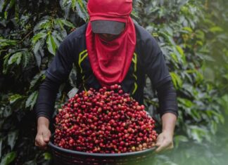 Honduras acogerá la reunión anual del Consejo Internacional del Café en septiembre de 2025