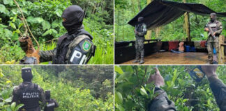 Aseguran 20,000 plantas, un vivero y una estructura para la fabricación de drogas en Olanchito