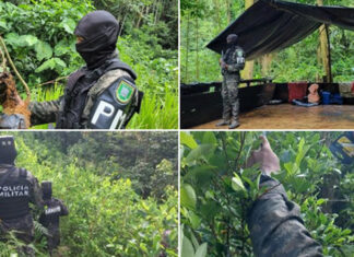 Aseguran 20,000 plantas, un vivero y una estructura para la fabricación de drogas en Olanchito