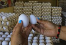 Aumenta 25 lempiras el cartón de huevos en SPS; pasó de 80 a 105 lempiras