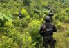 Aseguran plantación de 18.000 plantas de supuesta coca en la cordillera del Pico Bonito