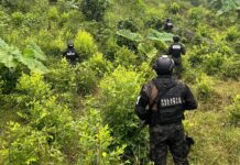 Aseguran plantación de 18.000 plantas de supuesta coca en la cordillera del Pico Bonito