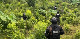 Aseguran plantación de 18.000 plantas de supuesta coca en la cordillera del Pico Bonito