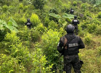 Aseguran plantación de 18.000 plantas de supuesta coca en la cordillera del Pico Bonito