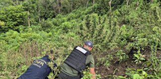 La DNPA asegura ocho mil plantas de marihuana en Gualaco, Olancho