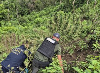 La DNPA asegura ocho mil plantas de marihuana en Gualaco, Olancho