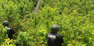 Fuerzas Armadas aseguran 31 mil arbustos de coca en Sabá, Colón