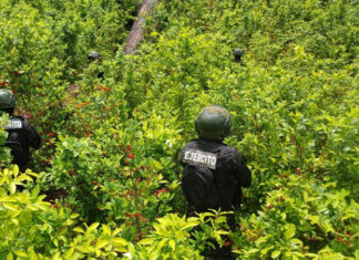 Fuerzas Armadas aseguran 31 mil arbustos de coca en Sabá, Colón