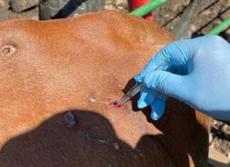 Honduras reporta más de 3.000 casos de gusano barrenador en animales y casi 200 en humanos