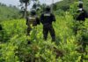 Localizan plantación de 20 mil arbustos de supuesta coca en Iriona, Colón