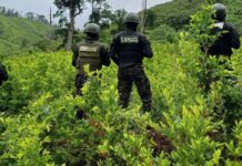 Localizan plantación de 20 mil arbustos de supuesta coca en Iriona, Colón