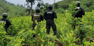 Localizan plantación de 20 mil arbustos de supuesta coca en Iriona, Colón