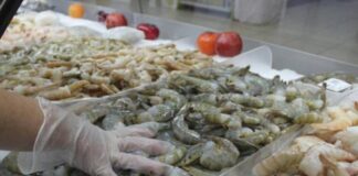 Camaroneros reportan caída de un 25% en las exportaciones