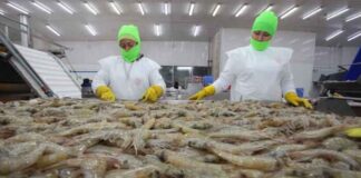 China solo comprará uno de los 150 contenedores de camarón negociados