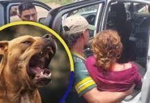 Una mujer sobrevive al violento ataque de sus propios perros pitbull en La Unión, Olancho