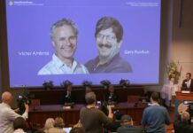 Nobel de Medicina para Ambros y Ruvkun por el micro-ARN y su papel en regulación génica