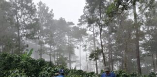 Caficultores reportan pérdidas millonarias en cultivos y red vial tras el paso de la tormenta Sara