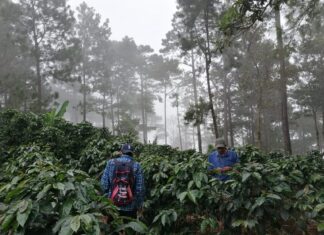 Caficultores reportan pérdidas millonarias en cultivos y red vial tras el paso de la tormenta Sara