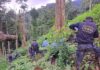 Erradican 50 mil arbustos de coca y destruyen laboratorio en Parque Nacional Pico Bonito
