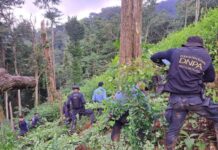 Erradican 50 mil arbustos de coca y destruyen laboratorio en Parque Nacional Pico Bonito