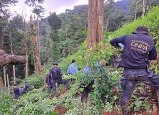 Erradican 50 mil arbustos de coca y destruyen laboratorio en Parque Nacional Pico Bonito