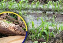 Productores de maíz en Olancho reportan pérdidas superiores a los L 100 millones