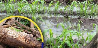 Productores de maíz en Olancho reportan pérdidas superiores a los L 100 millones