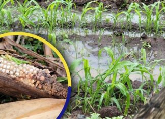 Productores de maíz en Olancho reportan pérdidas superiores a los L 100 millones