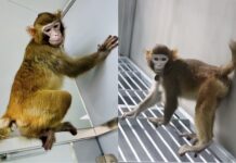 Escapan 43 monos de un laboratorio médico en Carolina del Sur, Estados Unidos