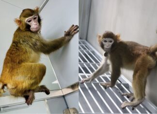 Escapan 43 monos de un laboratorio médico en Carolina del Sur, Estados Unidos