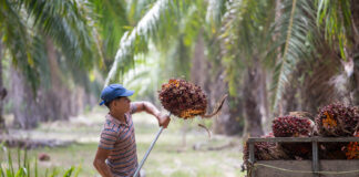 Aumenta el robo de fruta de palma africana en el litoral atlántico, causando pérdidas y desempleo