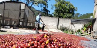 Honduras exportará 527 contenedores con 10.000 toneladas de café a China en 2025