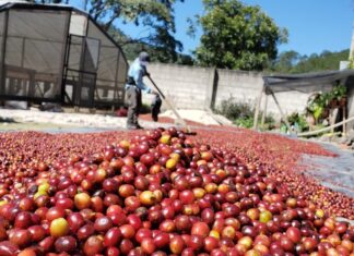 Honduras exportará 527 contenedores con 10.000 toneladas de café a China en 2025
