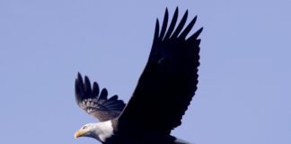 El águila calva es oficialmente designada como el ave nacional de Estados Unidos