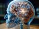 Descubren el «punto caliente» del cerebro donde se produce el envejecimiento